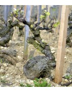 Hermitage : Superbes vins de la Vallée du Rhône au meilleur prix