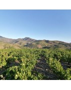 Looking to buy Banyuls in Switzerland ? Discover Wine Upon A Time