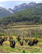 Crozes-Hermitage wines: old vintages at the best price