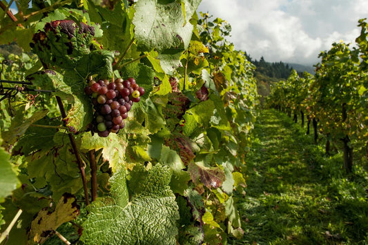 Le Languedoc : La renaissance d’une région viticole autrefois délaissée - Languedoc: The rebirth of a once neglected wine region 