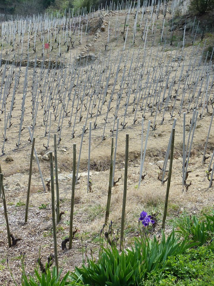 Vignoble de Saint-Joseph